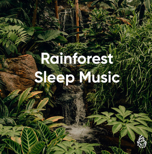 Rainforest Sleep Music cover