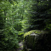 Nature. cover