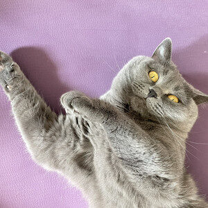 ๐ฑ music for cats ็ซใฎใใใฎ้ณๆฅฝ cover