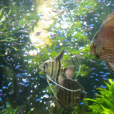 flyingfish radio