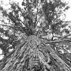 HiiRO – Tree of Sounds 4