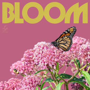 Bloom: Milkweed