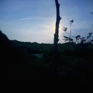 Raynix • Ambient Catalog