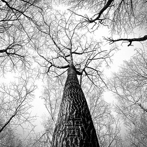 HiiRO – Tree of Sounds 1