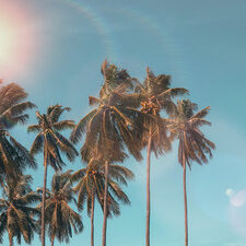 Lofi Summer Vibes